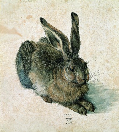 Albrecht Dürer Hare, 1502/ © Albertina, Vienna