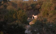 Koze_1_Copyright-Tonći-Gaćina